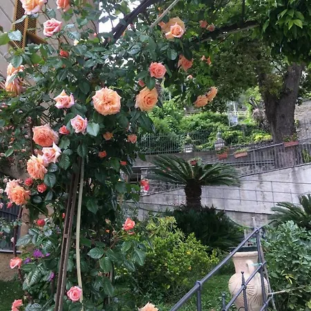 בית הארחה Orchidea 3*