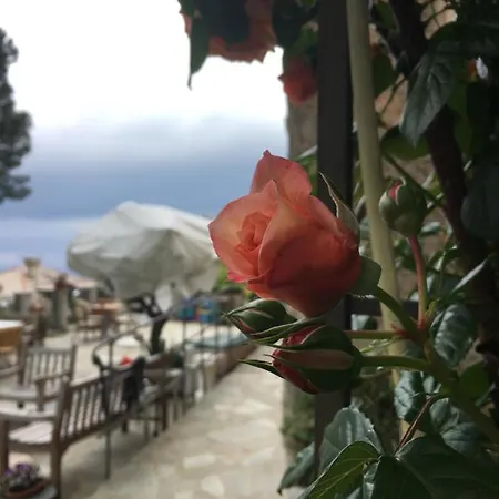 Orchidea Gasthuis Camogli