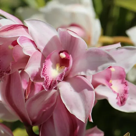 Gasthuis Orchidea