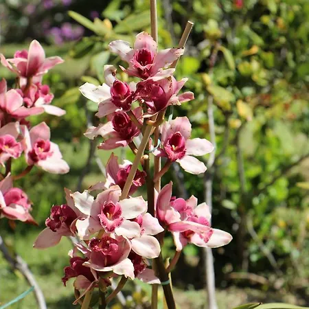 Orchidea